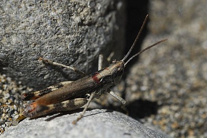 The gravel grasshopper