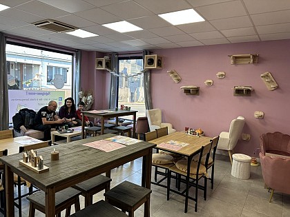 Sweets & Cats - Bar à chats