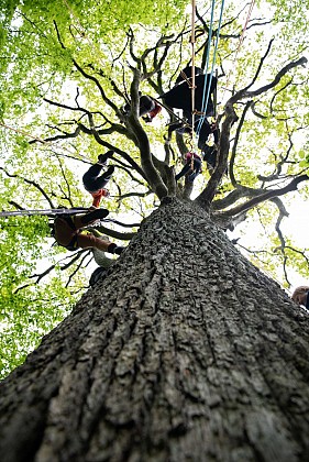 Grimpe dans les arbres