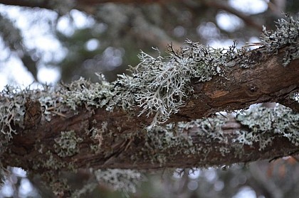 Forêt de pin et de lichen