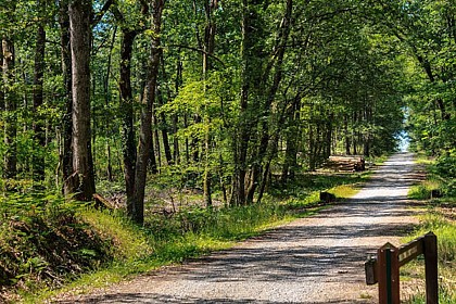 Forêt de Bouconne