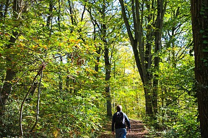 La forêt de la Roche Turpin