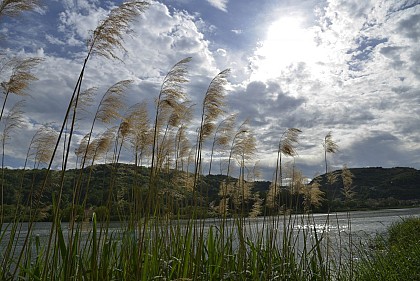 Berges du Rhône