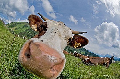 Aup Alpine Pasture