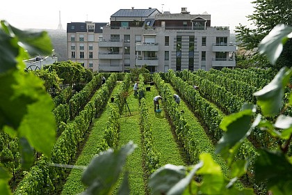 Vignes de Suresnes