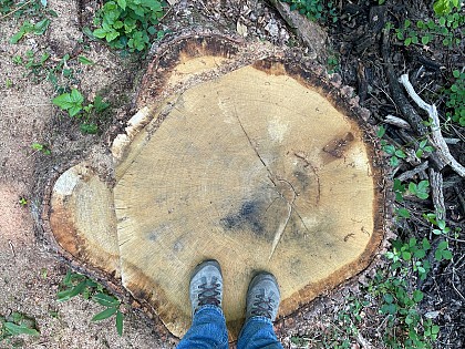 Souche chêne centenaire
