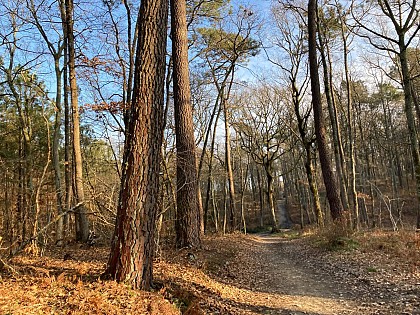 Forêt de Lartus