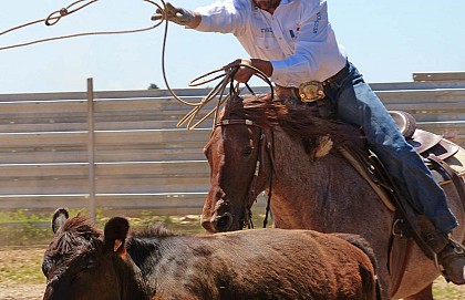Authentic Cowboys in Randals bison