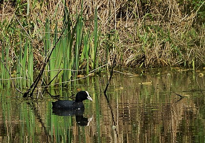 La combe de la Béfiserie