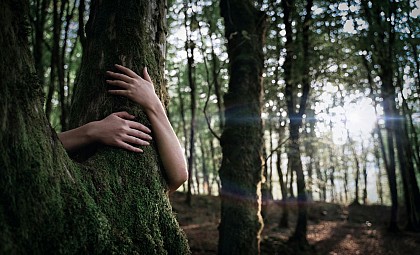 Bain de Forêt – Une expérience ressourçante en pleine nature