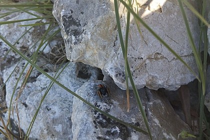 Araignées, précieuses mal-aimées