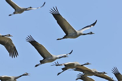 Observatoire ornithologique