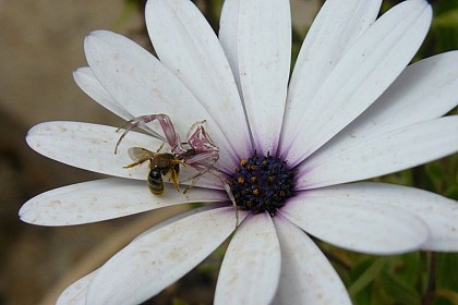 Invertébrés citadins