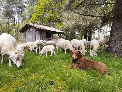 Le Bergerie de Maillas