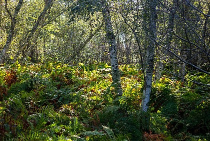 Parc Naturel Régional Médoc