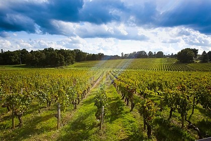 Vignobles du sauternais