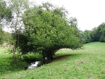 Passerelle de la frézelle