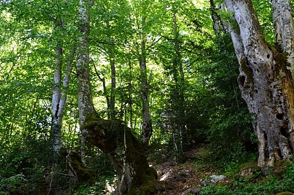 Une forêt humide