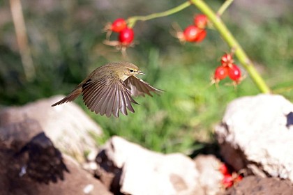 Le chanteur des haies