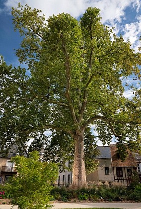 Wivisites : à la découverte de la biodiversité de Vendôme