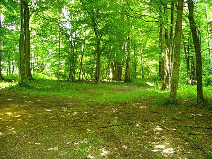 Les bois des Réserves, des Usages et de Montgé