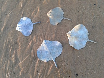 La Galerie du Crabe bleu