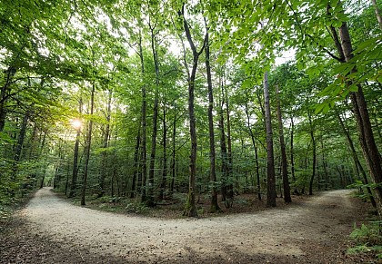 Le bois de Soeuvres