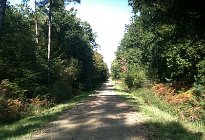 Forêt Domaniale de Rennes