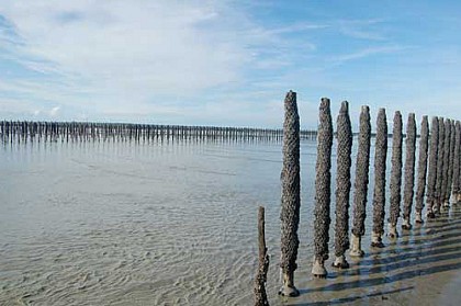Les Bouchots à moules AOP de la Baie du Mont-Saint-Michel