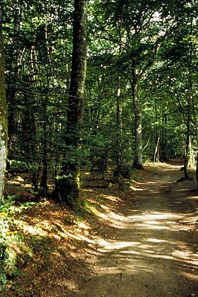 Forêt Domaniale du Mesnil