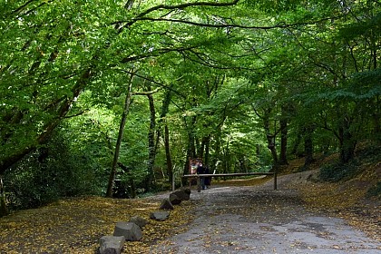 Forêt de Paimpont en Brocéliande