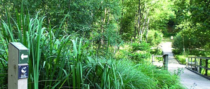 Vallée humide du Bois Ainaux