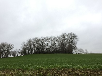 Ancienne motte castrale du Mont Jallu