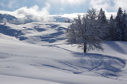 Plateau de Plaine Joux