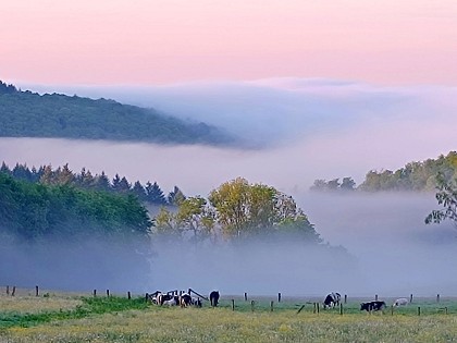 Auprès de mon Arbre