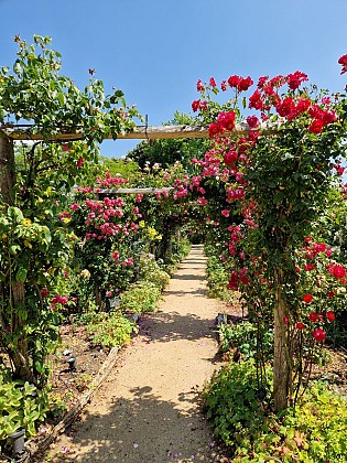 Roseraie de Morailles