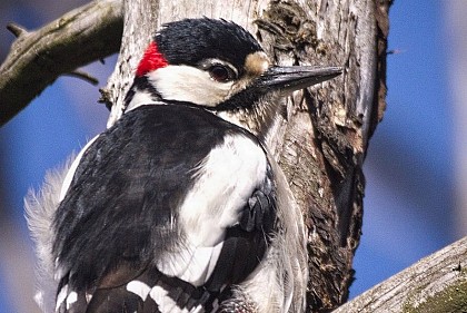 Pic épeiche, pic high-tech !