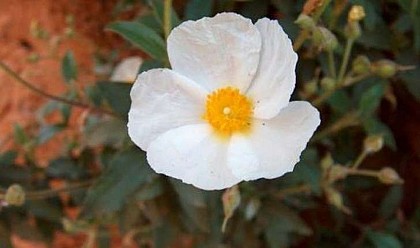 The laurel leaved Rockrose