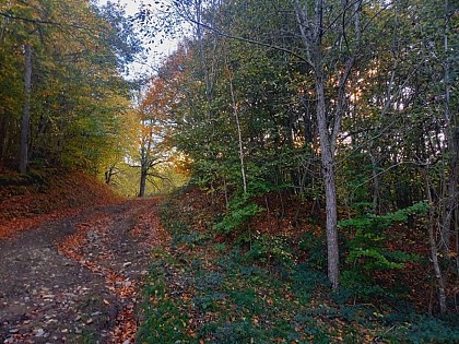 Hêtraie et gros hêtre