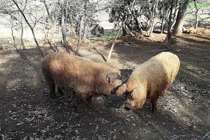 Les cochons Mangalica