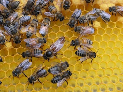 Miels Girard,  la Maison des Abeilles