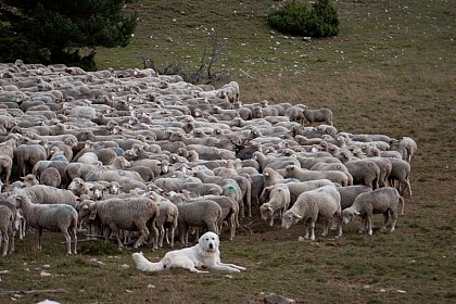 Les chiens de protection