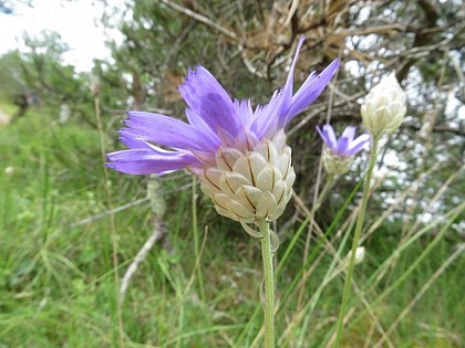 Fleur typique des milieux ouverts
