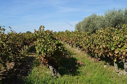 Domaine de Cousignac - aire de service camping-car