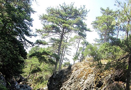 FORET DE PIANA