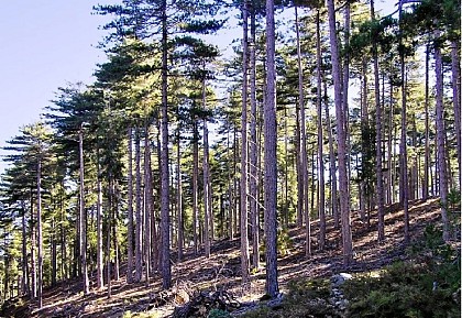 FORET DE VALDU-NIELLU