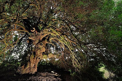 LE PISTACHIER LENTISQUE