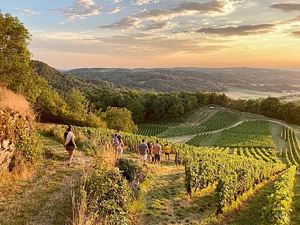 Balade dégustation dans les vignes