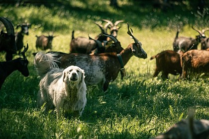 Le sylvopastoralisme