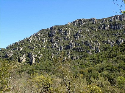 La forêt domaniale de Morières